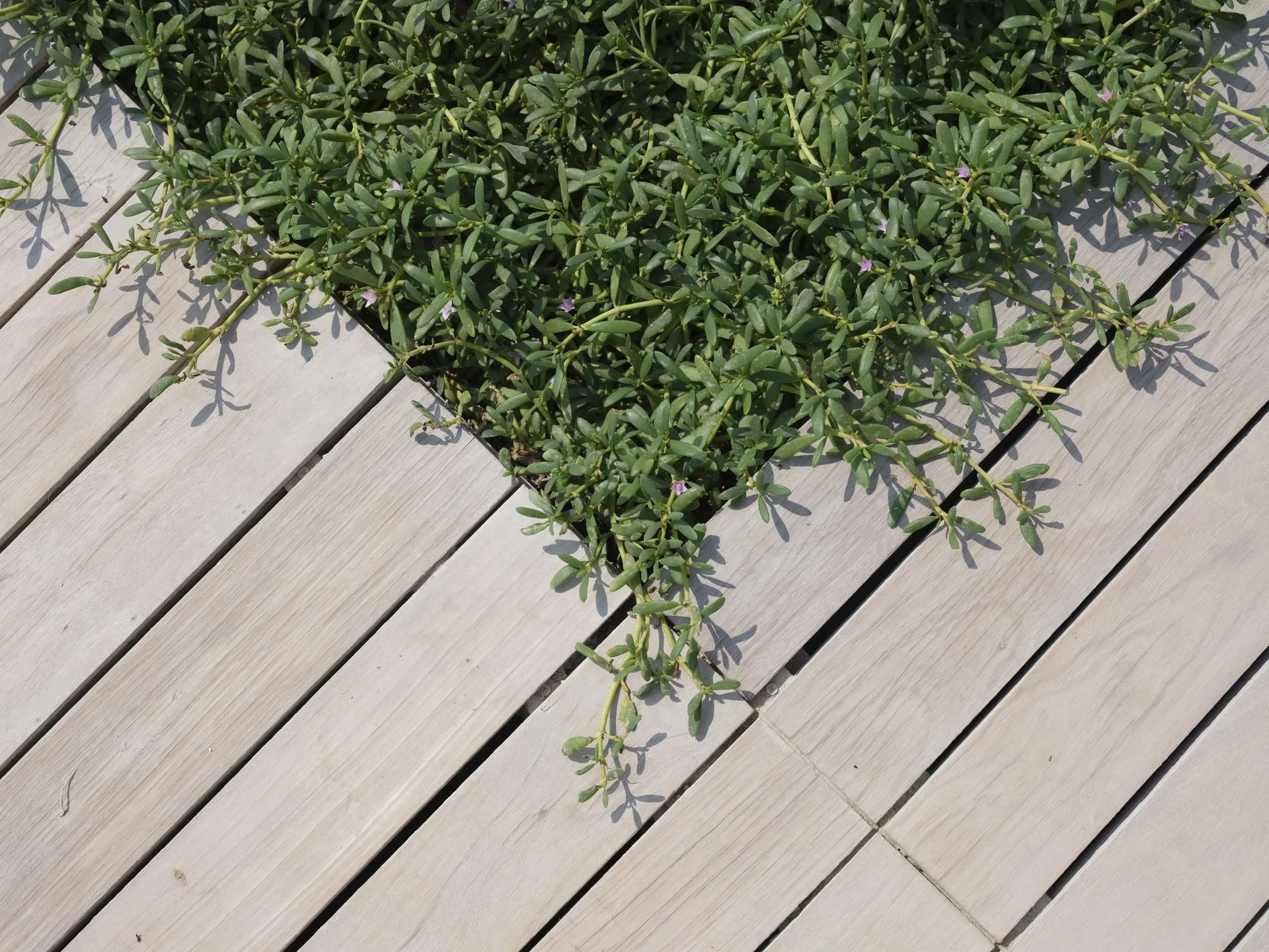 Hardwood deck boards meeting a garden bed of groundcover, seen from above